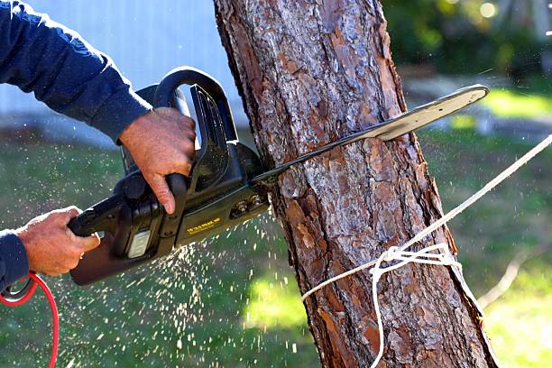 Professional Tree Removal Services in Carolina Forest, SC